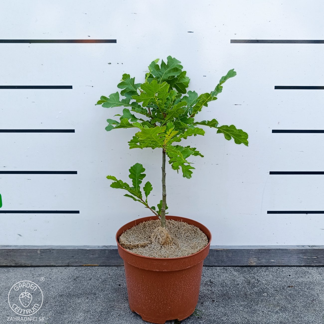 Obrázok Dub cerový (Quercus cerris) – výška 30–50 cm, kont. C2L
